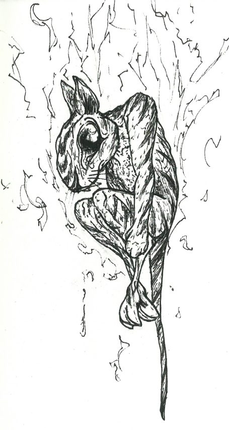 Skizze einer Maus mit ausgeprägten anatomischen Details und Linienart.